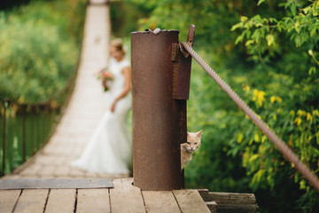 The bride looks at the furry cat sitting on the bridge. Funny photo