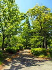 新緑の公園風景