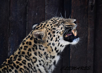 leopardo © alberto