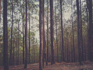 Full frame shot of long trees in forest