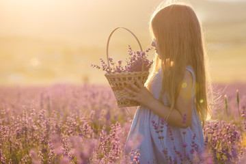 A little girl with a basket in a lavender field