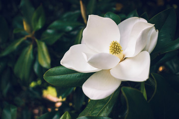 A large, creamy white southern magnolia flower blossom is circled by the glossy green leaves of the tree.