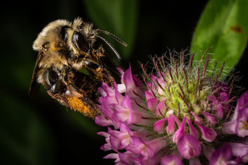 Bumblebee on Red Clover Bloom