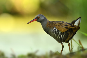 Fototapeta premium Water Rail (Rallus aquaticus)