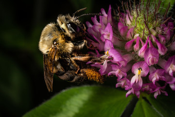 Bumblebee on Red Clover Bloom