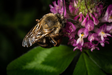 Bumblebee on Red Clover Bloom