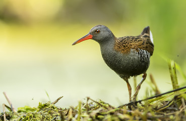 Water Rail (Rallus aquaticus)