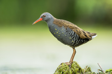 Water Rail (Rallus aquaticus)