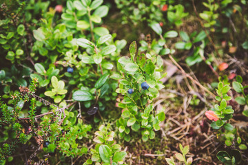 blueberry shrub