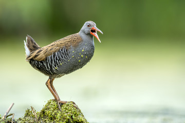 Water Rail (Rallus aquaticus)