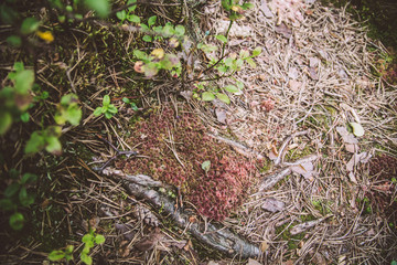 needles on wood floor