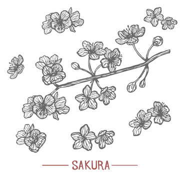 Sakura in Hand Drawn Style