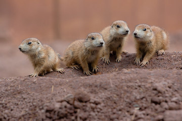 Prairie Dog Marmot children playing together