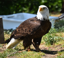 eagle white head