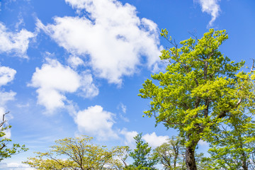 Obraz premium 新緑と青空