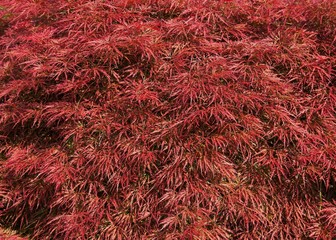 Beautiful bushy red Acer (Japanese Maple) leaves, shining on a sunny spring day.