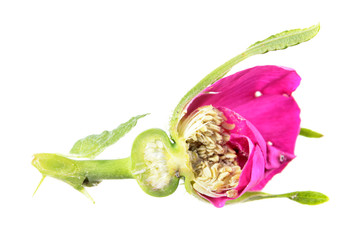 Fototapeta premium Longitudinal section through a rose bud isolated on white background