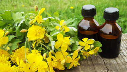 Tincture with celandine extract and fresh celandine on a wooden background.