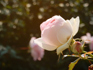 closeup Pink roses in garden