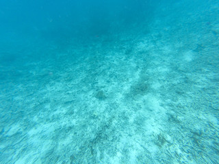 Fototapeta na wymiar Coral Bleaching