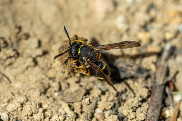 Female Potter wasp building her nest, endangered species