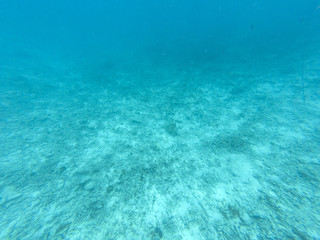 Coral Bleaching