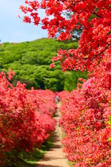 ツツジが満開の徳仙丈山。気仙沼　宮城　日本。５月下旬。
