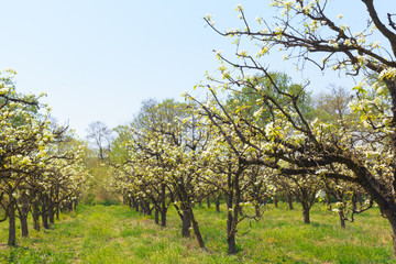 apple garden with blossoming trees