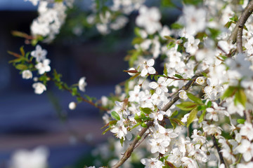 Spring cherry blossom on a blue background.