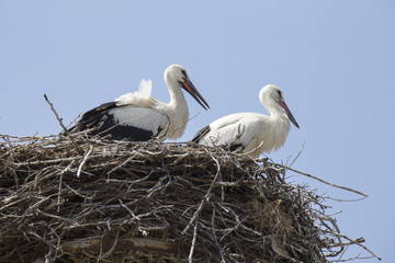 Störche im Nest auf Kamin