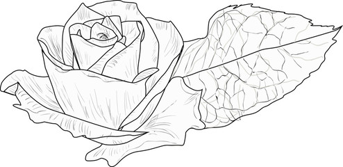 rose with single leaf sketch isolated on white