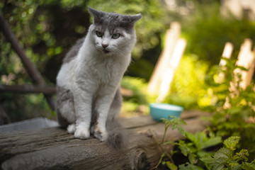 Obraz premium Cats are on a log with cups.