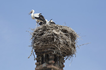 Störche im Nest auf Kamin