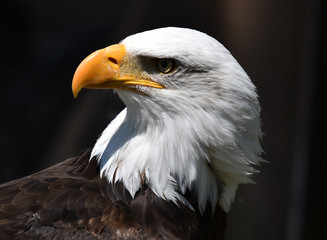 aguila calva americana