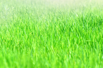 Morning young wheat field
