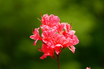 徳仙丈山のツツジ。気仙沼　宮城　日本。５月下旬。