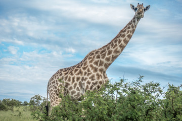Giraffe chewing