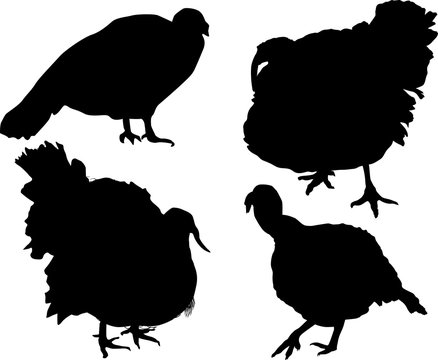 four turkey silhouettes isolated on white