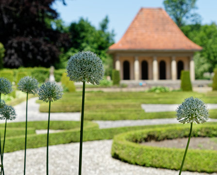 Ornamental garlic (Allium karataviense) in a baroque garden in front of a deliberately blurred pavilion