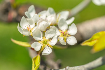 Obraz premium Cherry blossoms over blurred nature background