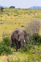 Fototapeta premium Portrait of an elephant in the savannah. Masai Mara, Kenya