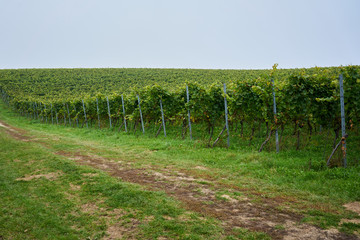 Obraz premium Diesbar-Seußlitz am Anfang der Sächsischen Weinstraße im Elbtal im Landkreis Meißen