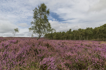 Heather fields in the Peak District 