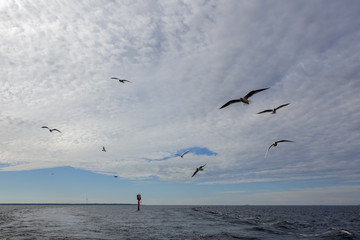A flock of gulls flying in the wind above sea
