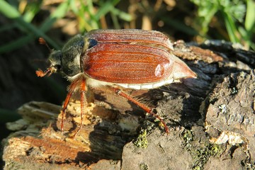 Cockchafer on tree bark in the garden, closeup