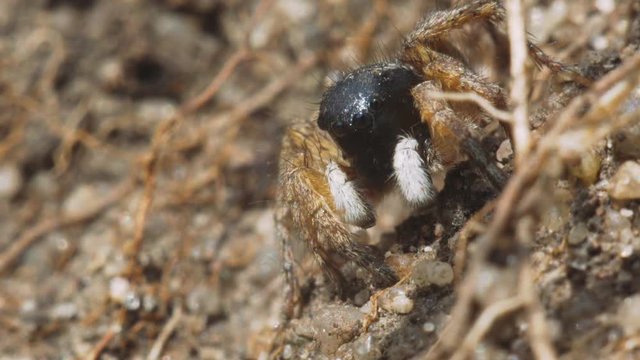 Jumping spider hidden among the sand and dry grass in anticipation of prey. Macro footage.