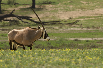 Naklejka na ściany i meble The gemsbok or gemsbuck (Oryx gazella) is standing in the blossom desert during spring with yellow flowers and looking down to dried riverbed