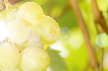 Green grape cluster against sunlight closeup view