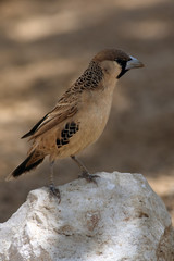 The male of sociable weaver (Philetairus socius) is standing on the white stone with brown background