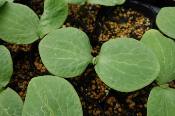 かぼちゃの芽（双葉）